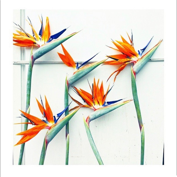 Meet your Posher, Cindy - Picture 1 of 1